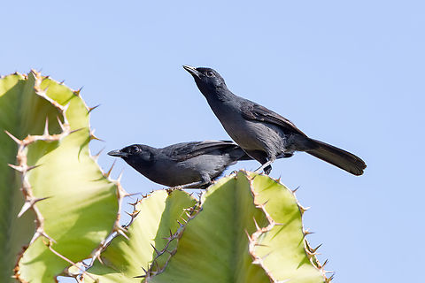 Slate-colored Boubou (Laniarius funebris) Tsavo West NP, Kenya. 4 Mar, 2023. Geotagged,Kenya,Laniarius funebris,Slate-colored boubou,Summer