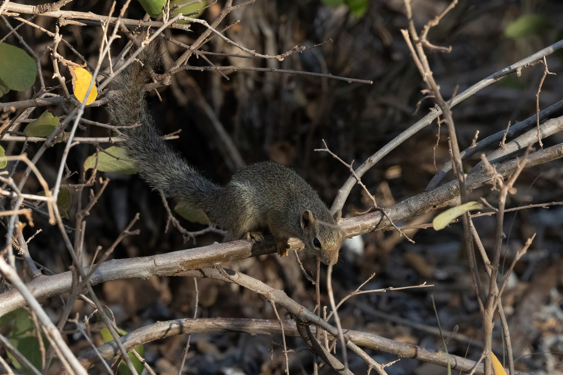 Ochre Bush Squirrel (Paraxerus ochraceus) Tsavo West NP, Kenya. 4 Mar, 2023. Geotagged,Kenya,Ochre bush squirrel,Paraxerus ochraceus,Summer