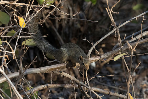 Ochre bush squirrel