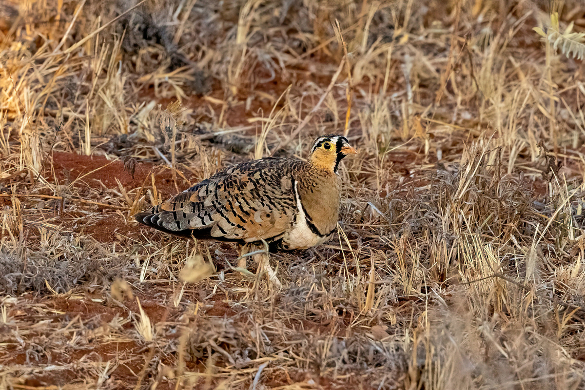 Black-faced Sandgrouse (Pterocles decoratus) Tsavo West NP, Kenya. 4 Mar, 2023. Black-faced sandgrouse,Geotagged,Kenya,Pterocles decoratus,Summer