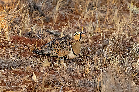 Black-faced Sandgrouse (Pterocles decoratus) Tsavo West NP, Kenya. 4 Mar, 2023. Black-faced sandgrouse,Geotagged,Kenya,Pterocles decoratus,Summer