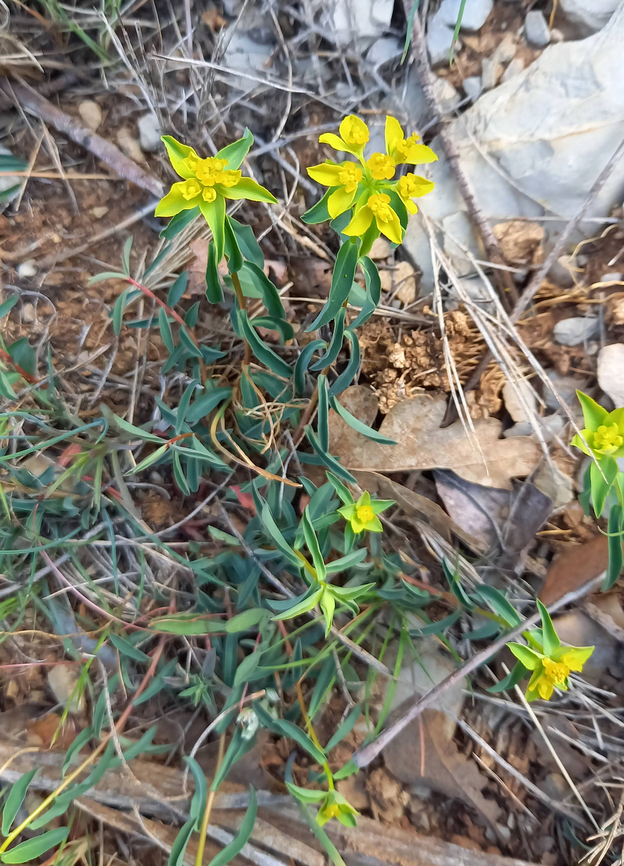 Euphorbia flavicoma (Euphorbiaceae) Mas de Cournon, H&eacute;rault, France. Apr 10, 2023 Euphorbia flavicoma,France,Geotagged,Spring