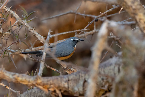 White-throated robin (Irania gutturalis) Tsavo West NP, Kenya. 5 Mar, 2023. Geotagged,Irania gutturalis,Kenya,Summer,White-throated robin