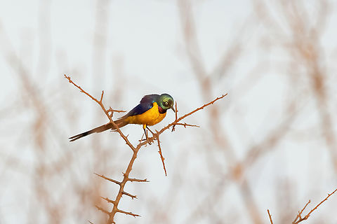 Golden-breasted starling (Lamprotornis regius) Tsavo West NP, Kenya. 5 Mar, 2023. Geotagged,Golden-breasted starling,Kenya,Lamprotornis regius,Summer