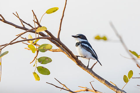 Pygmy Batis (Batis perkeo) Tsavo West NP, Kenya. 5 Mar, 2023. Batis perkeo,Geotagged,Kenya,Pygmy batis,Summer