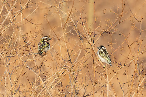 Black-throated Barbet (Tricholaema melanocephala) Tsavo West NP, Kenya. 5 Mar, 2023. Black-throated barbet,Geotagged,Kenya,Tricholaema melanocephala