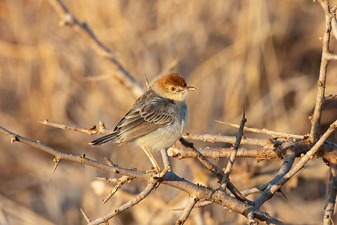 Tiny cisticola