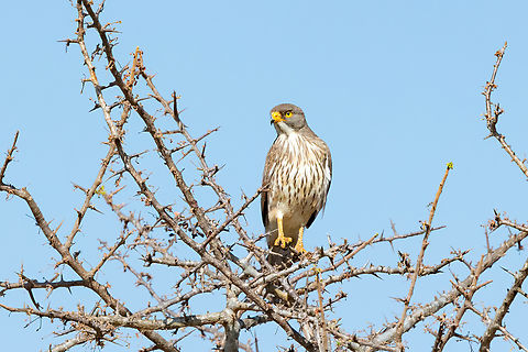 Grasshopper buzzard (Butastur rufipennis) Tsavo West NP, Kenya. 5 Mar, 2023. Butastur rufipennis,Geotagged,Grasshopper buzzard,Kenya,Summer