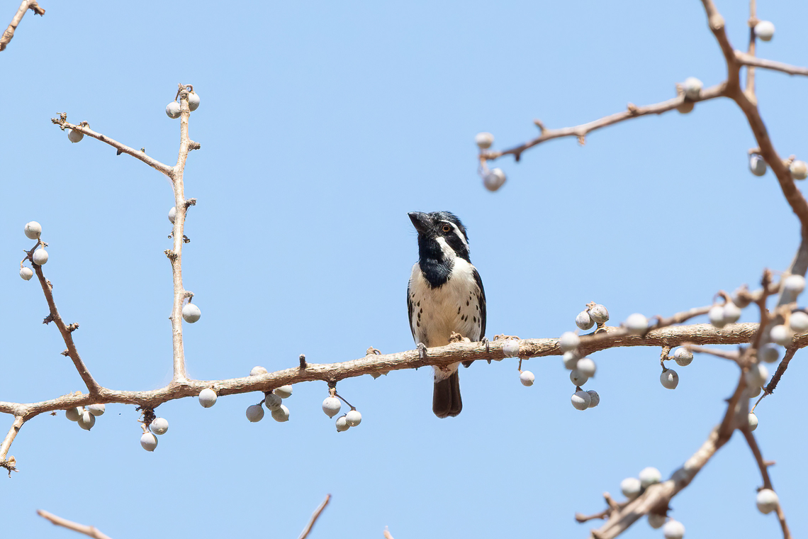 Spot-flanked Barbet (Tricholaema lacrymosa) Tsavo West NP, Kenya. 5 Mar, 2023. Geotagged,Kenya,Spot-flanked barbet,Summer,Tricholaema lacrymosa