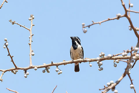 Spot-flanked Barbet (Tricholaema lacrymosa) Tsavo West NP, Kenya. 5 Mar, 2023. Geotagged,Kenya,Spot-flanked barbet,Summer,Tricholaema lacrymosa