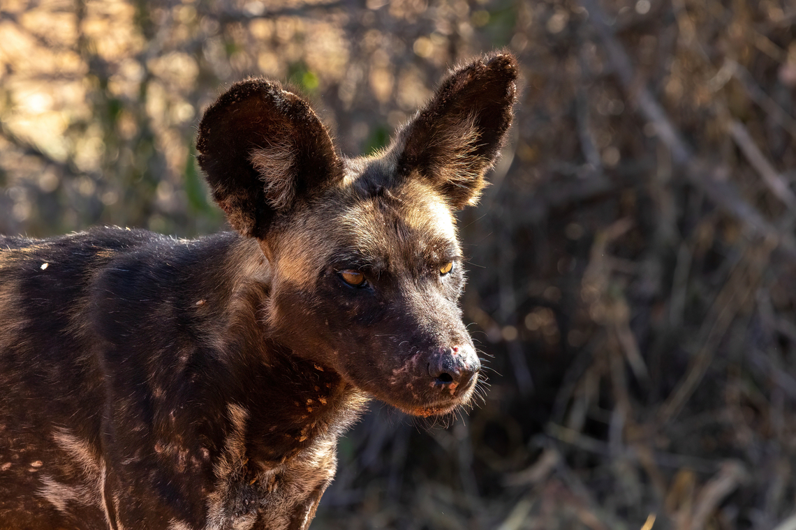 East African wild dog (Lycaon pictus ssp. lupinus) Tsavo West NP, Kenya. 5 Mar, 2023. African wild dog,Geotagged,Kenya,Lycaon pictus,Summer