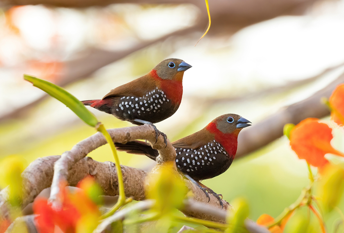 Peters's Twinspot (Hypargos niveoguttatus) Footprints House, Diani Beach, Kenya. Mar 6, 2023 Geotagged,Hypargos niveoguttatus,Kenya,Red-throated twinspot,Summer