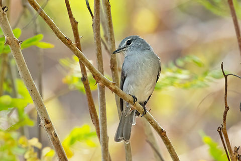 Ashy Flycatcher (Fraseria caerulescens) Footprints House; Diani Beach, Kenya. 6 Mar 2023 Ashy flycatcher,Geotagged,Kenya,Muscicapa caerulescens,Summer