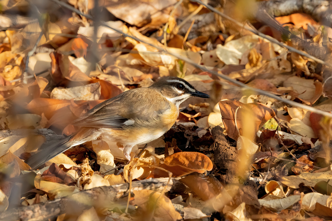 Bearded Scrub-Robin (Cercotrichas quadrivirgata) Footprints House, Diani Beach, Kenya. 6 Mar 2023 Bearded Scrub-rogin,Cercotrichas quadrivirgata,Geotagged,Kenya,Summer