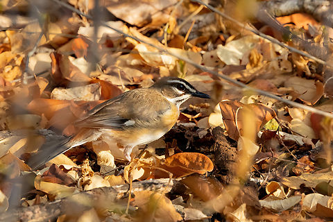 Bearded Scrub-Robin (Cercotrichas quadrivirgata) Footprints House, Diani Beach, Kenya. 6 Mar 2023 Bearded Scrub-rogin,Cercotrichas quadrivirgata,Geotagged,Kenya,Summer