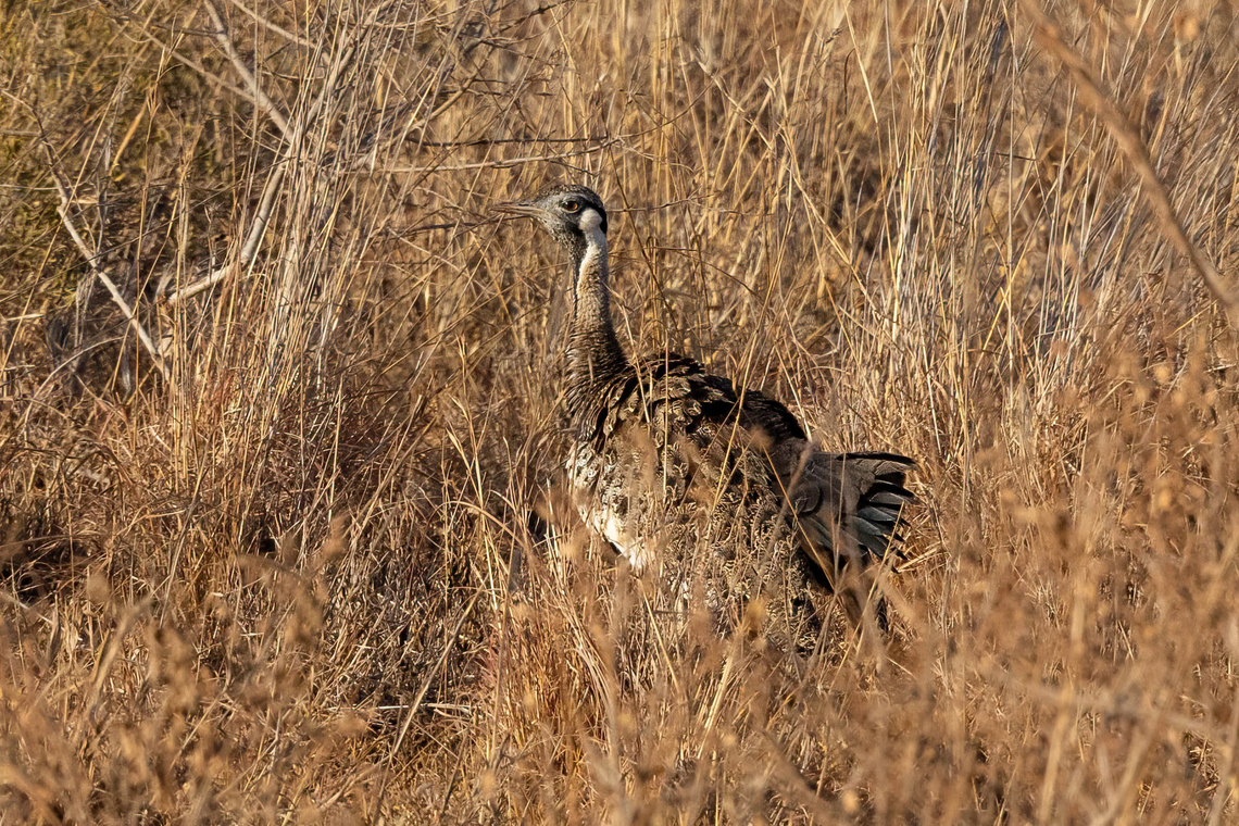 Hartlaub's Bustard (Lissotis hartlaubii) Tsavo West NP, Kenya. Mar 4, 2023 Geotagged,Hartlaubs bustard,Kenya,Lissotis hartlaubii,Summer