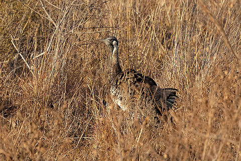 Hartlaub's Bustard (Lissotis hartlaubii) Tsavo West NP, Kenya. Mar 4, 2023 Geotagged,Hartlaubs bustard,Kenya,Lissotis hartlaubii,Summer