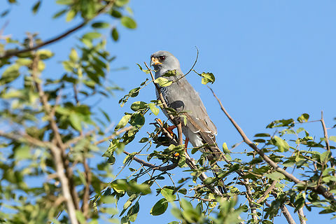 Gabar goshawk (Micronisus gabar) Tsavo West NP, Kenya. Mar 4, 2023 Gabar goshawk,Geotagged,Kenya,Micronisus gabar,Summer