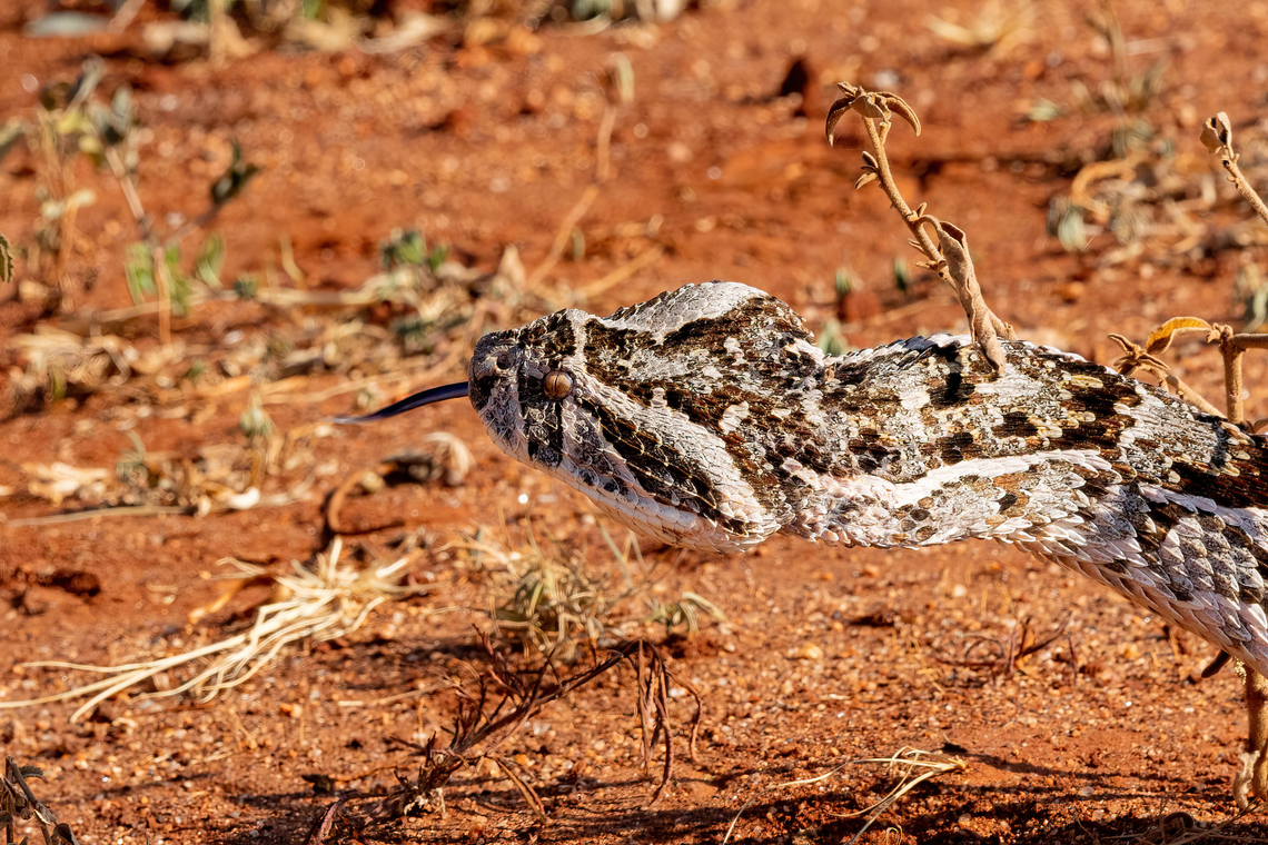 Puff adder (Bitis arietans) Tsavo West NP, Kenya. Mar 4, 2023 Bitis arietans,Geotagged,Kenya,Puff adder,Summer