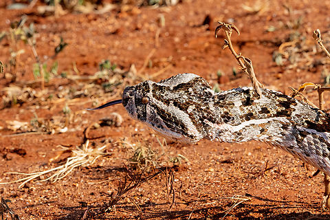 Puff adder (Bitis arietans) Tsavo West NP, Kenya. Mar 4, 2023 Bitis arietans,Geotagged,Kenya,Puff adder,Summer