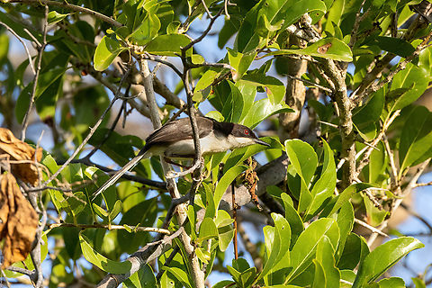Black-headed apalis (Apalis melanocephala) Footprints House, Diani Beach, Kenya. Mar 5, 2023 Apalis melanocephala,Black-headed apalis,Geotagged,Kenya,Summer