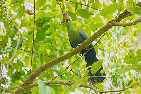 Fischer's Turaco (Tauraco fischeri) Kaya Kinondo, Kenya. Mar 6, 2023 Fischers Turaco,Geotagged,Kenya,Summer,Tauraco fischeri