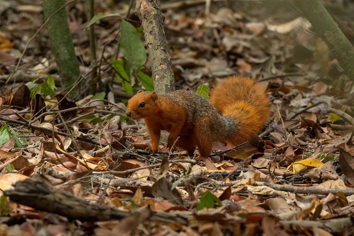 Red Bush Squirrel (Paraxerus palliatus) Kaya Kinondo, Kenya. Mar 6, 2023 Geotagged,Kenya,Paraxerus palliatus,Red bush squirrel,Summer