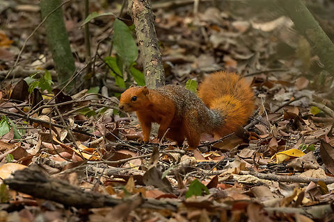 Red Bush Squirrel (Paraxerus palliatus) Kaya Kinondo, Kenya. Mar 6, 2023 Geotagged,Kenya,Paraxerus palliatus,Red bush squirrel,Summer
