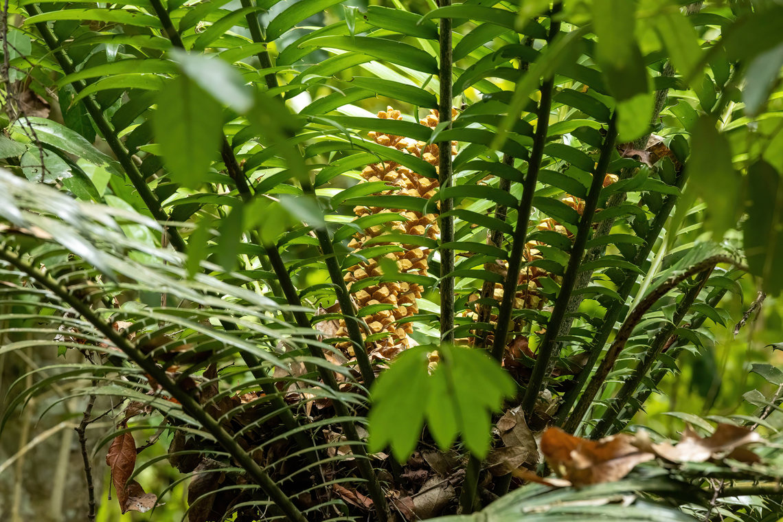 Encephalartos hildebrandtii (Zamiaceae) Kaya Kinondo, Kenya. Mar 6, 2023 Encephalartos hildebrandtii,Geotagged,Kenya,Summer
