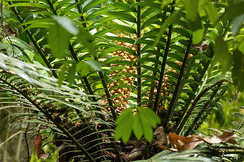 Encephalartos hildebrandtii (Zamiaceae) Kaya Kinondo, Kenya. Mar 6, 2023 Encephalartos hildebrandtii,Geotagged,Kenya,Summer