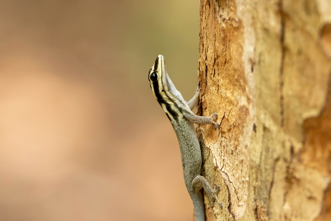 White-headed Dwarf Gecko (Lygodactylus mombasicus) Kaya Kinondo, Kenya. Mar 6, 2023 Geotagged,Kenya,Lygodactylus mombasicus,Summer