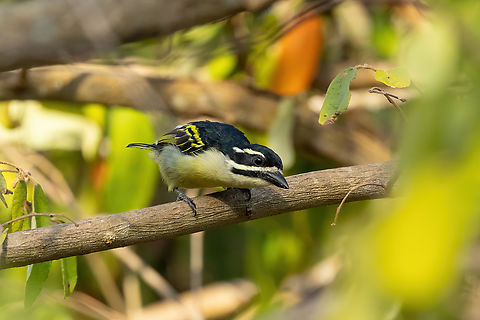 Yellow-rumped Tinkerbird (Pogoniulus bilineatus) Footprints House, Diani Beach, Kenya. Mar 6, 2023 Geotagged,Kenya,Pogoniulus bilineatus,Summer,Yellow-rumped tinkerbird