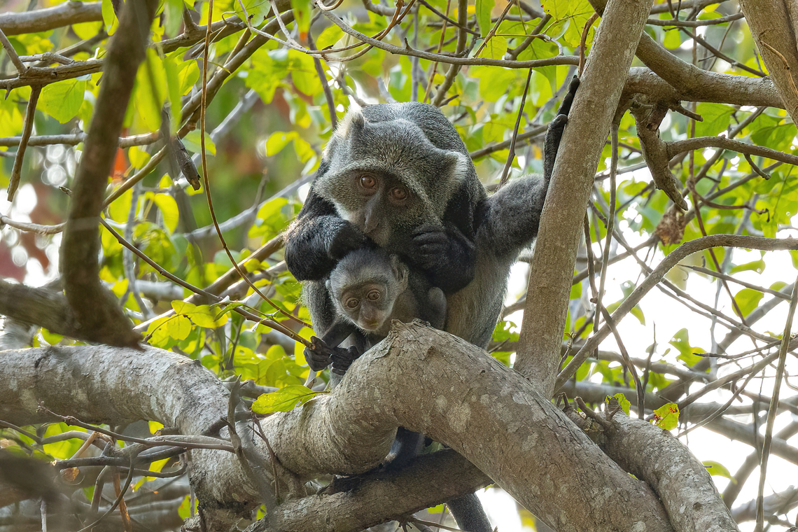 Sykes' Monkey (Cercopithecus mitis albogularis) Footprints House, Diani Beach, Kenya. Mar 6, 2023 Cercopithecus albogularis,Geotagged,Kenya,Summer,Sykes monkey