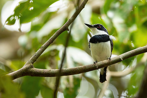 Short-tailed Batis (Batis mixta) Kaya Kinondo, Kenya. Mar 6, 2023 Batis mixta,Forest batis,Geotagged,Kenya,Summer