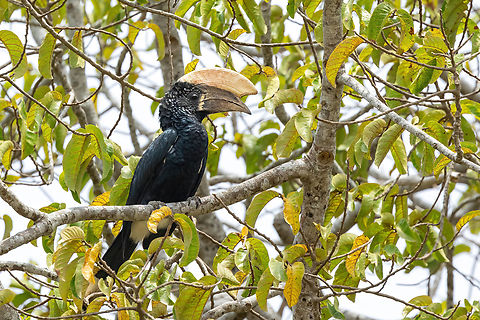 Silvery-cheeked Hornbill (Bycanistes brevis) Kaya Kinondo, Kenya. Mar 6, 202 Bycanistes brevis,Geotagged,Kenya,Silvery-cheeked Hornbill,Summer