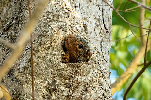 Zanj Sun Squirrel (Heliosciurus undulatus) Footprints House, Diani Beach, Kenya. Mar 6, 2023 Geotagged,Heliosciurus undulatus,Kenya,Summer,Zanj sun squirrel