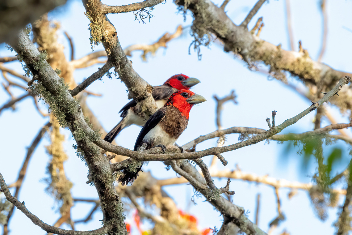 Brown-breasted Barbet (Lybius melanopterus) Footprints House, Diani Beach, Kenya. Mar 6, 2023 Brown-breasted barbet,Geotagged,Kenya,Lybius melanopterus,Summer