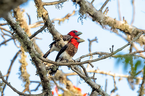 Brown-breasted Barbet (Lybius melanopterus) Footprints House, Diani Beach, Kenya. Mar 6, 2023 Brown-breasted barbet,Geotagged,Kenya,Lybius melanopterus,Summer