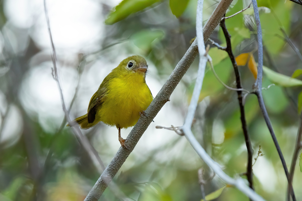 Little Yellow Flycatcher (Erythrocercus holochlorus) Footprints House, Diani Beach, Kenya. Mar 6, 2023 Erythrocercus holochlorus,Geotagged,Kenya,Little yellow flycatcher,Summer