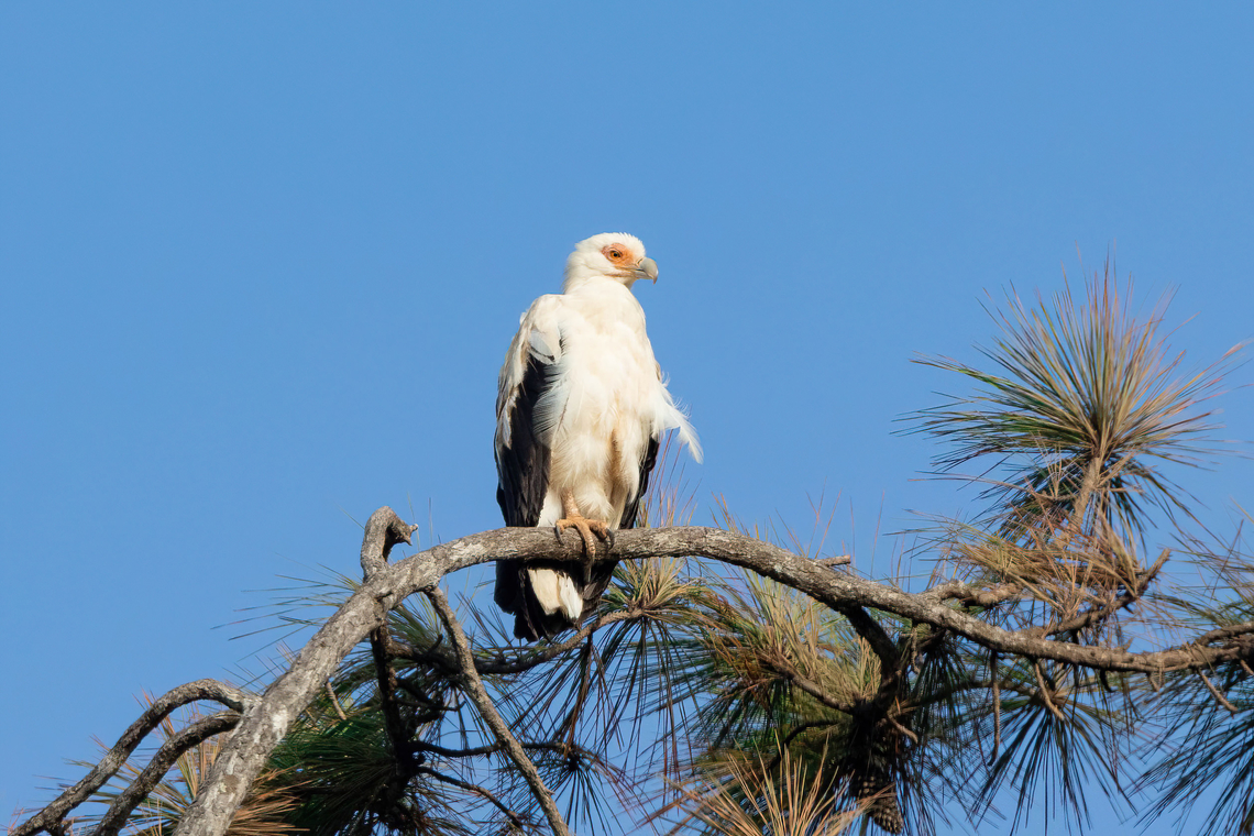Palmnut Vulture (Gypohierax angolensis) Shimba Hills NR, Kenya. Mar 7, 2023 Geotagged,Gypohierax angolensis,Kenya,Palm-nut Vulture,Summer
