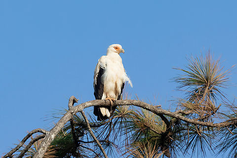 Palmnut Vulture (Gypohierax angolensis) Shimba Hills NR, Kenya. Mar 7, 2023 Geotagged,Gypohierax angolensis,Kenya,Palm-nut Vulture,Summer