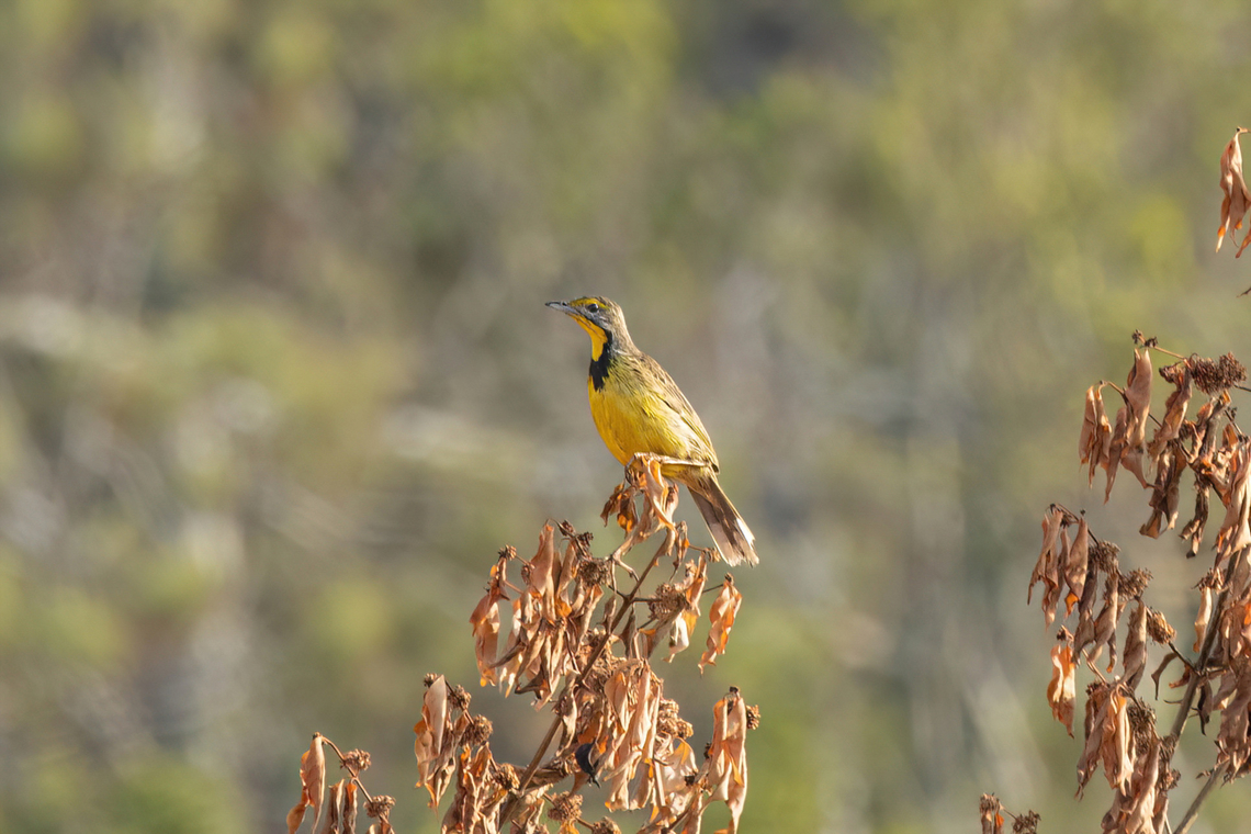 Yellow-throated Longclaw (Macronyx croceus) Shimba Hills NR, Kenya. Mar 7, 2023 Geotagged,Kenya,Macronyx croceus,Summer,yellow throated longclaw