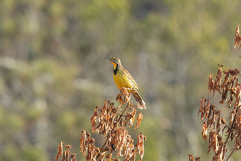 Yellow-throated Longclaw (Macronyx croceus) Shimba Hills NR, Kenya. Mar 7, 2023 Geotagged,Kenya,Macronyx croceus,Summer,yellow throated longclaw