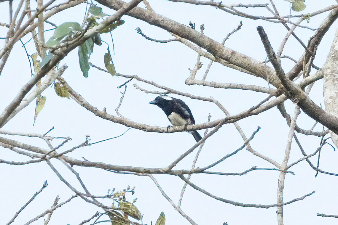 White-eared Barbet (Stactolaema leucotis) Shimba Hills NR, Kenya. Mar 7, 2023 Geotagged,Kenya,Stactolaema leucotis,Summer,White-eared barbet