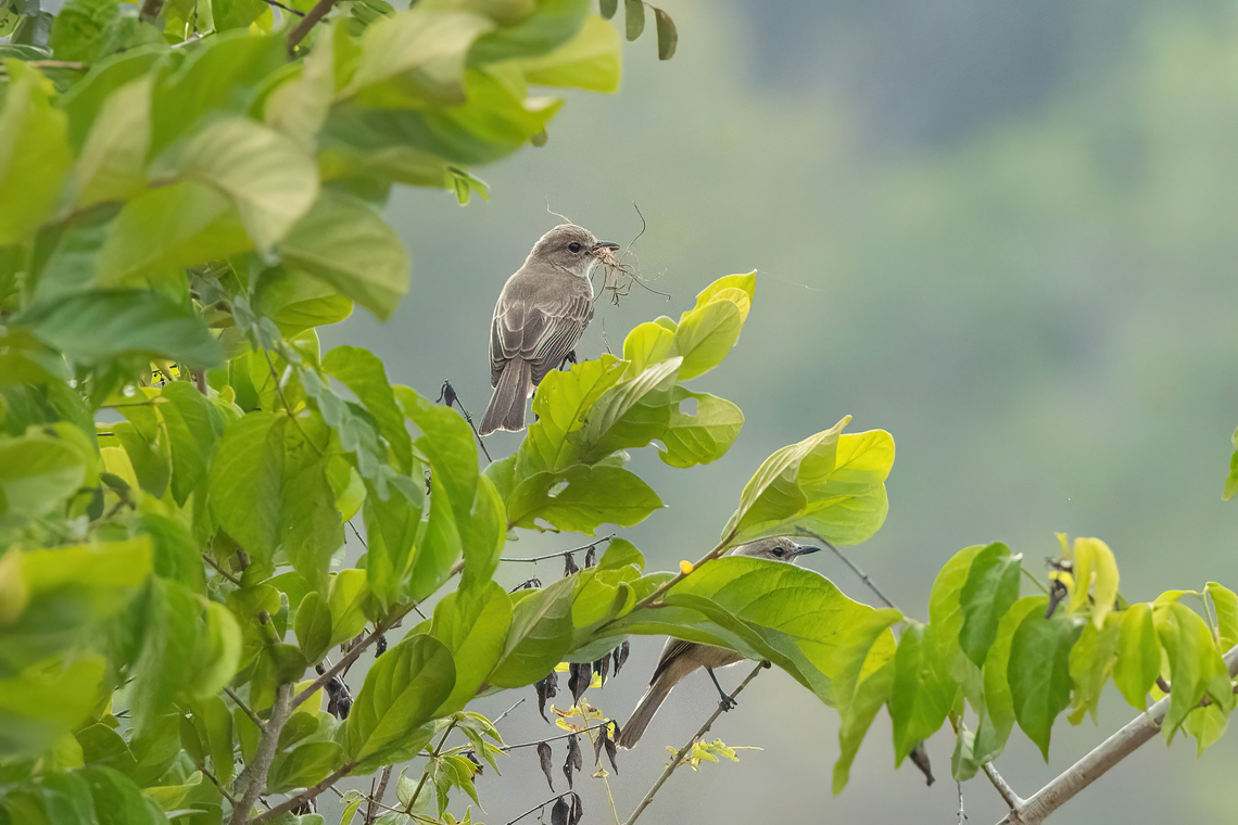 Pale Flycatcher (Agricola pallidus) Shimba Hills NR, Kenya. Mar 7, 2023 Geotagged,Kenya,Melaenornis pallidus,Pale flycatcher,Summer