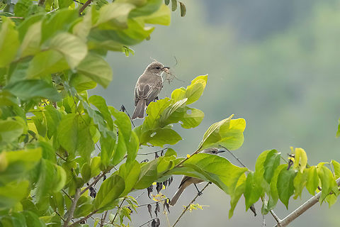 Pale Flycatcher (Agricola pallidus) Shimba Hills NR, Kenya. Mar 7, 2023 Geotagged,Kenya,Melaenornis pallidus,Pale flycatcher,Summer