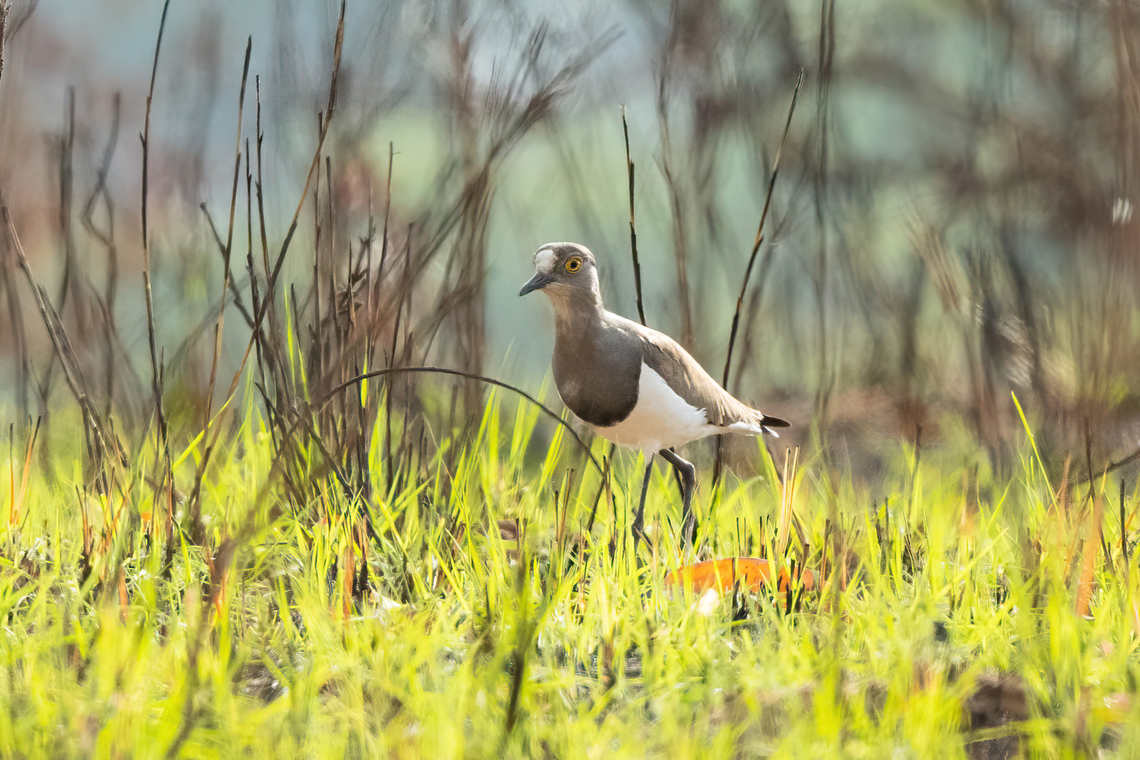 Senegal Lapwing (Vanellus lugubris) Shimba Hills NR, Kenya. Mar 7, 2023 Geotagged,Kenya,Senegal lapwing,Summer,Vanellus lugubris