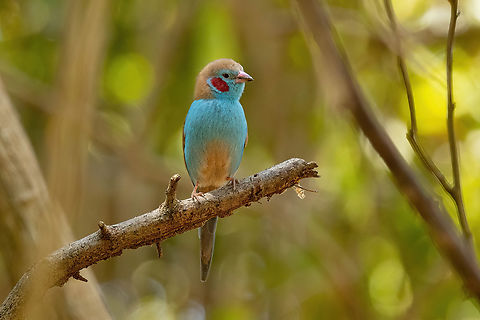 Red-cheeked Cordonbleu (Uraeginthus bengalus) Footprints House, Diani Beach, Kenya. Mar 7, 2023 Geotagged,Kenya,Red-cheeked cordon-bleu,Summer,Uraeginthus bengalus