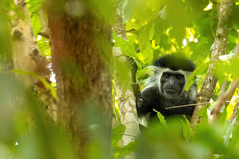 Angolan black-and-white colobus (Colobus angolensis) Kaya Kinondo, Kenya. Mar 6, 2023 Angola colobus,Colobus angolensis,Geotagged,Kenya,Summer