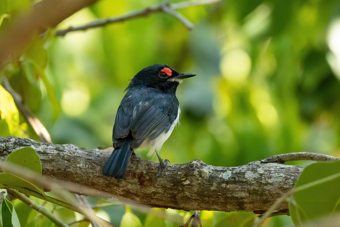Black-throated Wattle-eye (Platysteira peltata) Chale Island, Kenya. Mar 7, 2023 Black-throated wattle-eye,Geotagged,Kenya,Platysteira peltata,Summer